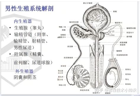 男人陰莖|男性生理特徵及發育